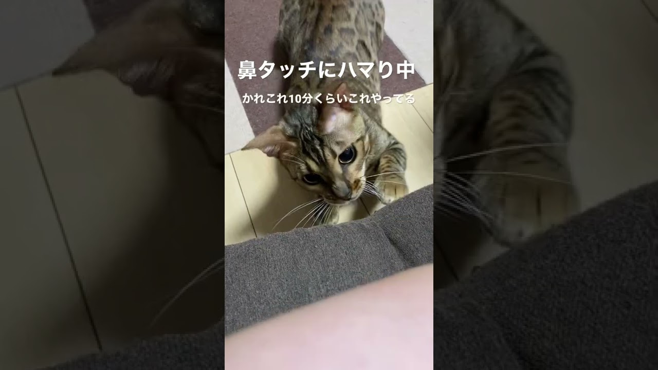 ブームです #こむぎ #ベンガル #ベンガル猫