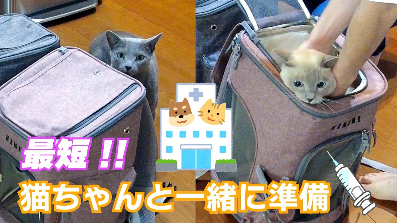 【最短準備】【ロシアンブルー×トンキニーズ】キャリーバックに入ってもらう方法（＃109）