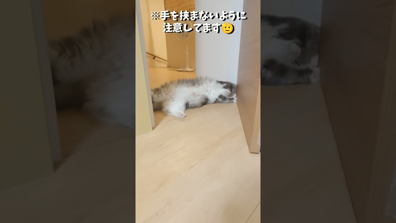 真剣さが全然違うサイベリアン猫の姉弟【サイベリアンのラフィ】#shorts