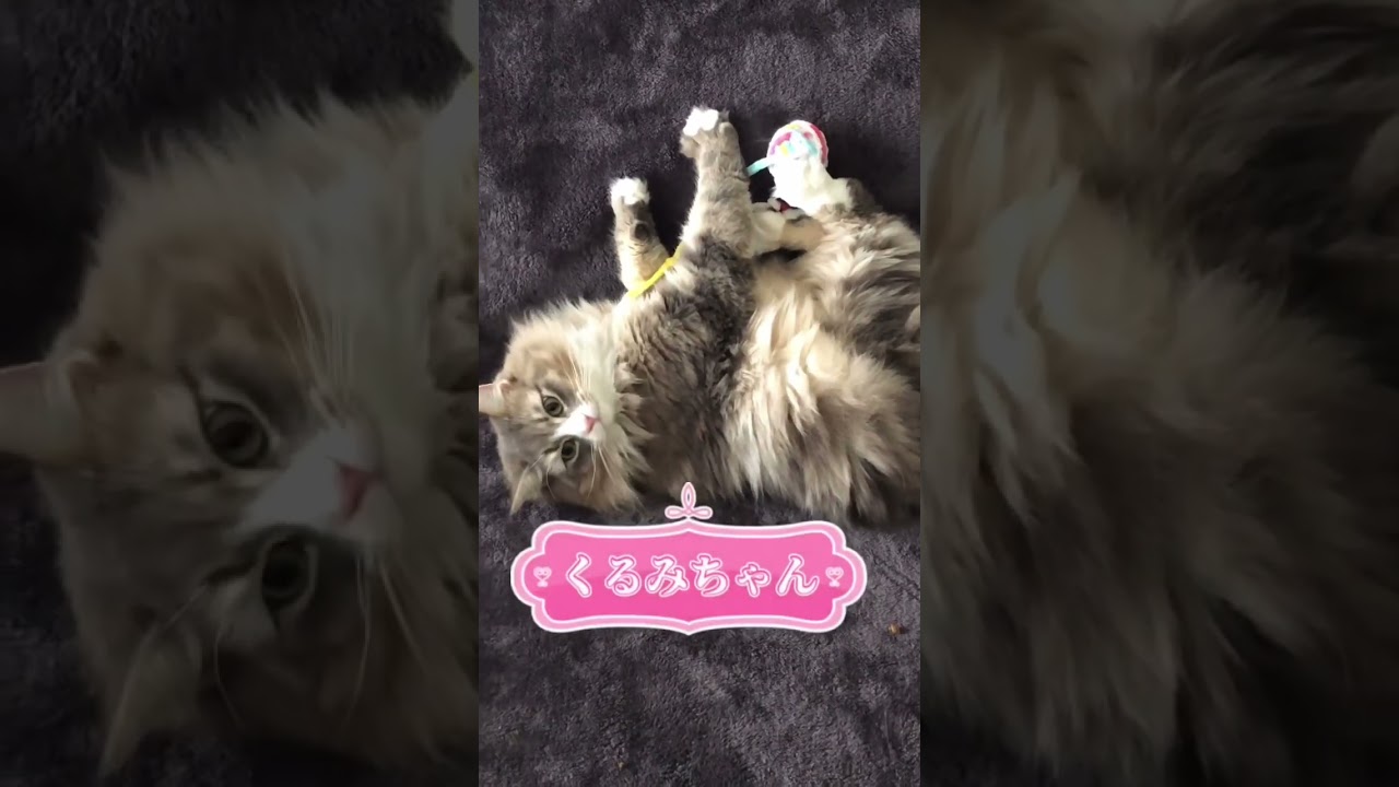 お正月ですよ！ #shorts #猫動画 #ノルウェージャンフォレストキャット #まな猫