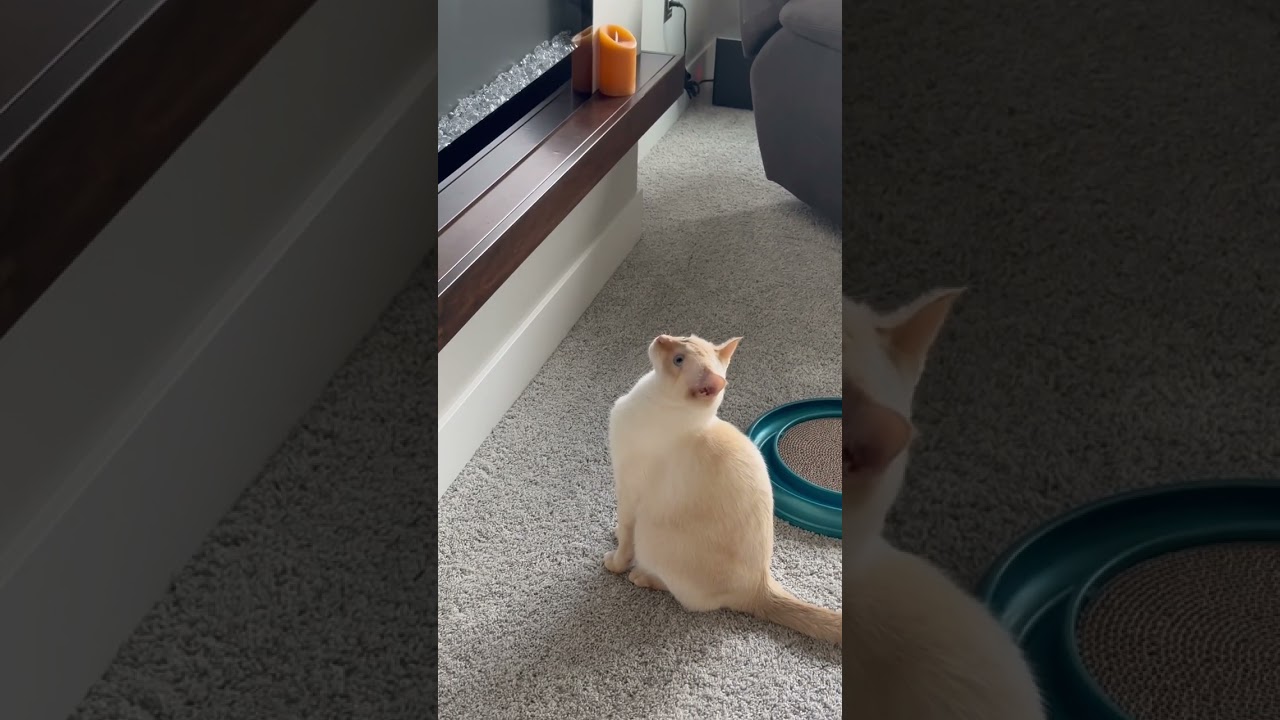 Saki the Flaming Siamese enjoys his HD Bird watching.