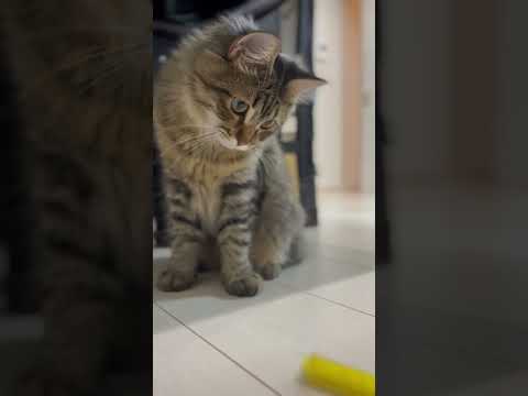 ラガマフィン猫じゃら・・・し【S071】 #Shorts