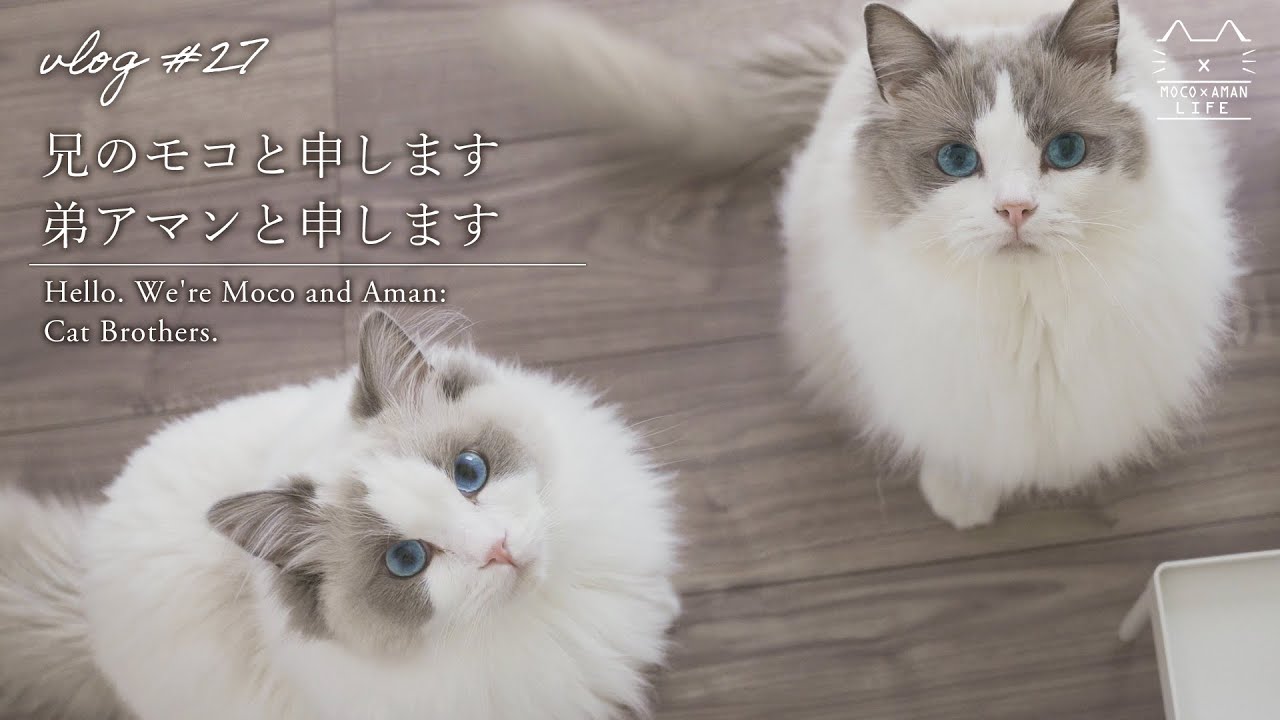性格が違いすぎる猫兄弟｜改めてモコとアマンを詳しくご紹介【ラグドール猫 #27】