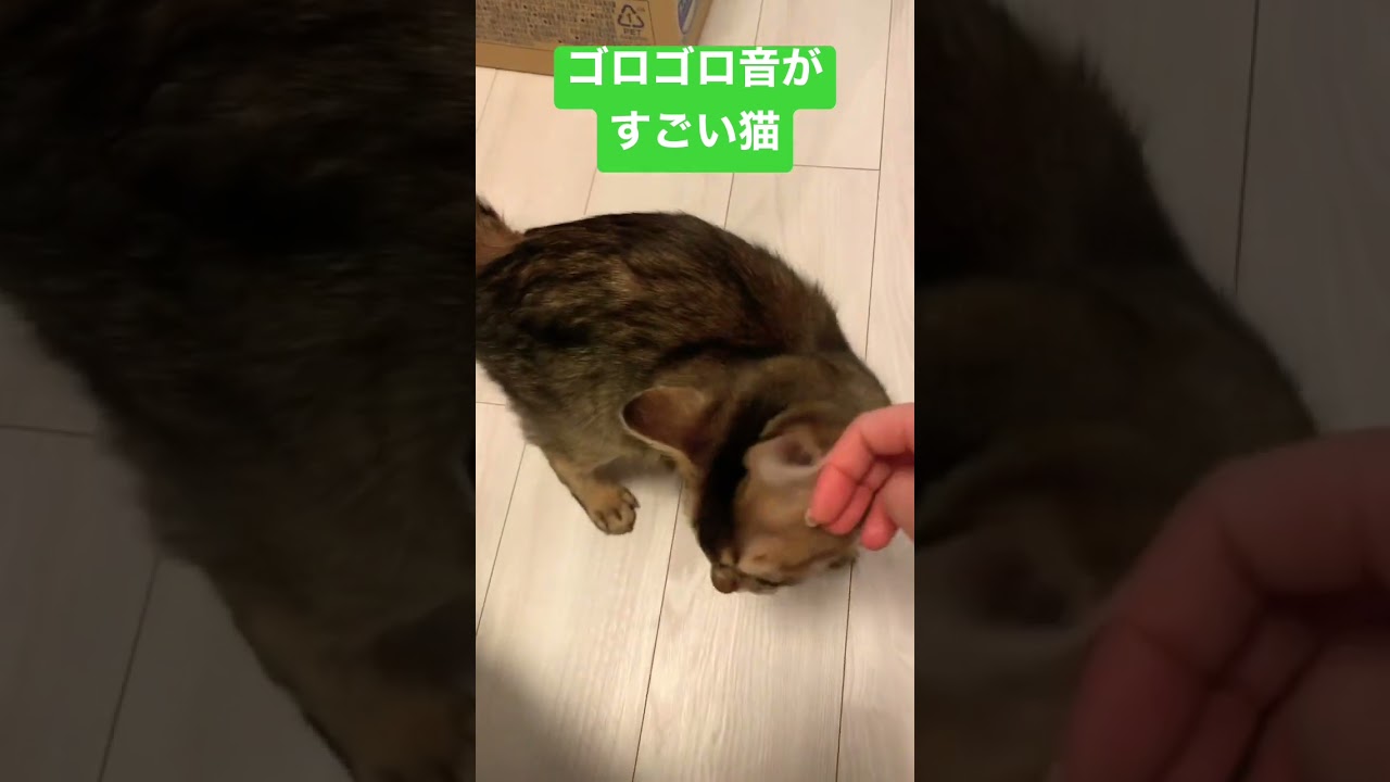 ゴロゴロ音が大きい猫🐈💕 #ソマリ #癒し猫動画 #しっぽ吸い