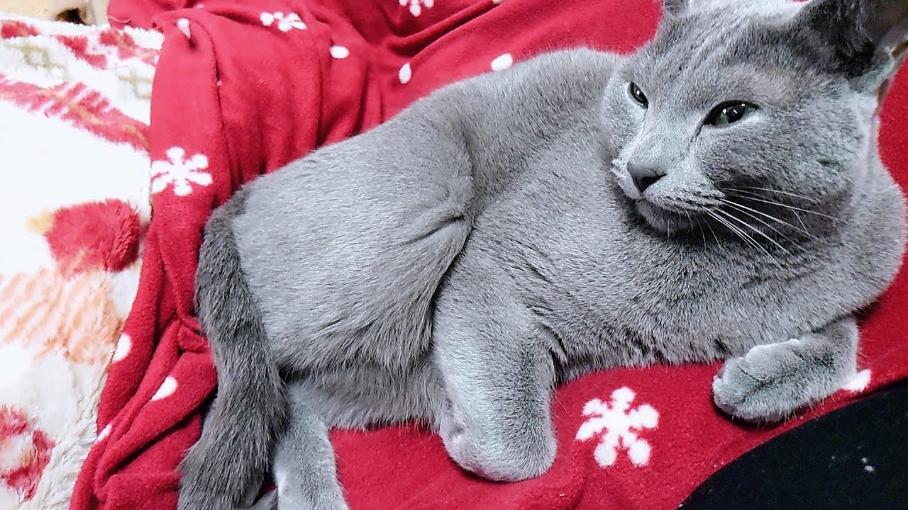 【猫動画】中々どいてくれないロシアンブルー【russianbule】A Russian blue that won't let you go