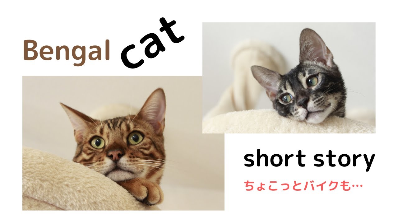 ベンガル猫レオン♂の晴れ晴れ散歩