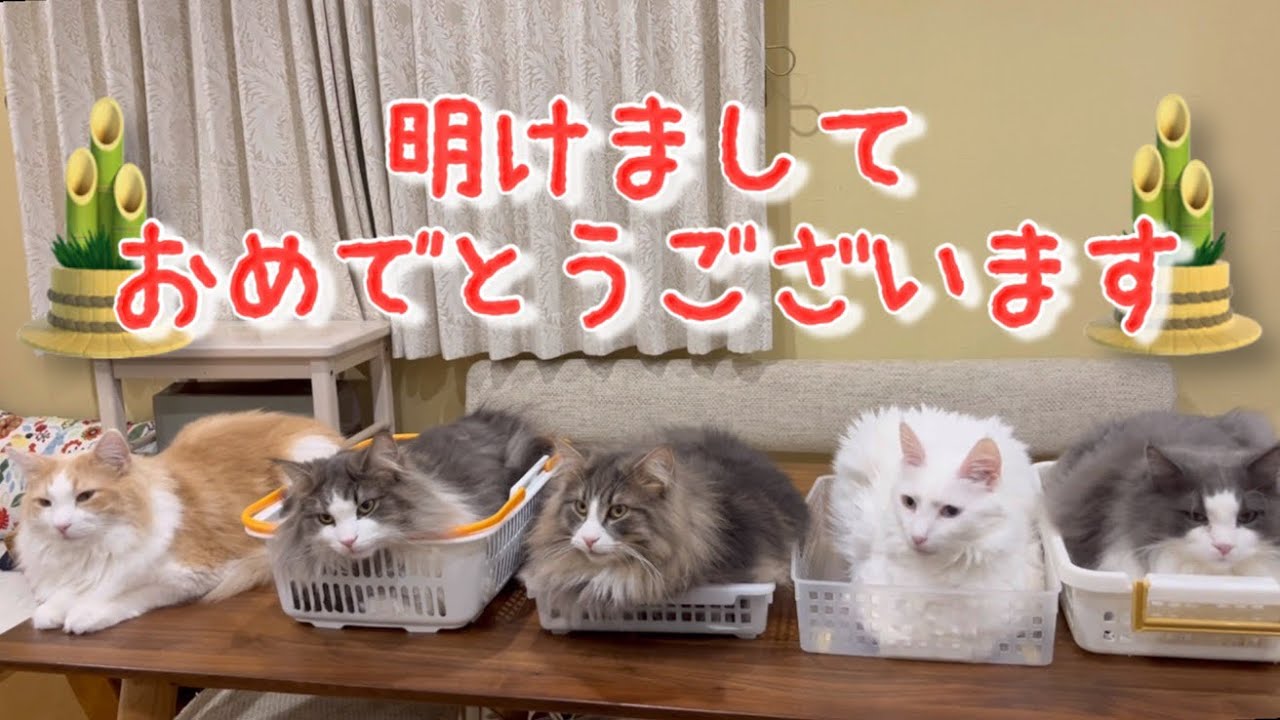 【元日】2023年もよろしくお願いします✨みんなでおせちを食べました❤︎