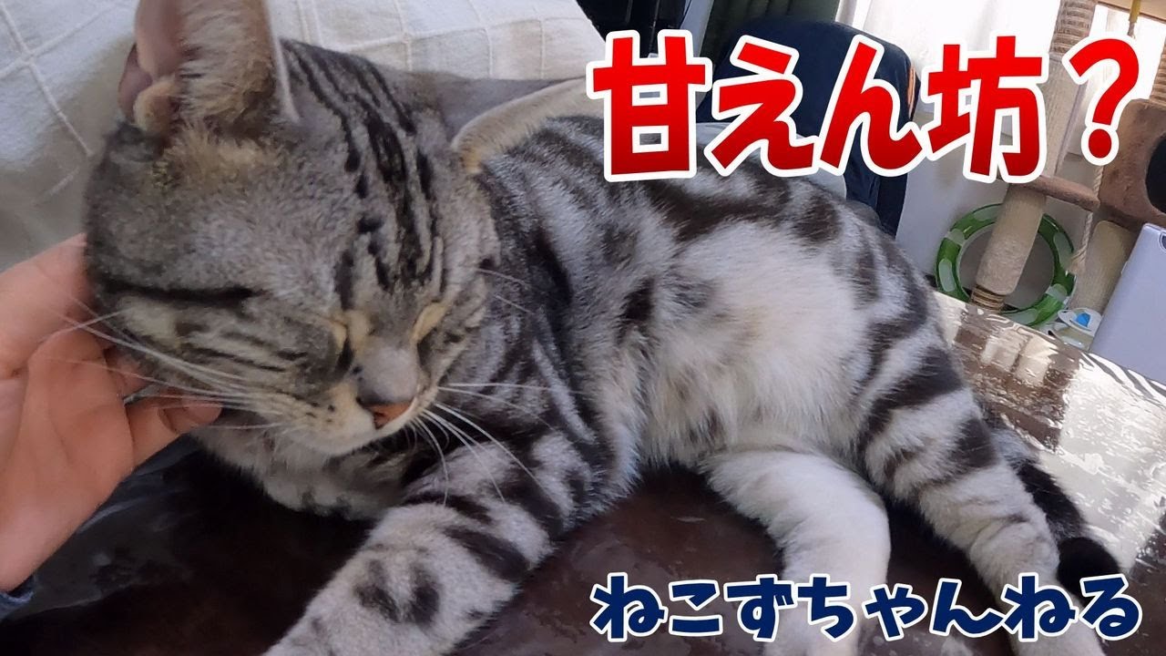猫にも人にも甘えるんです♪　アメリカンショートヘア「さん」　ねこずちゃんねる494 #猫 #ねこ #cat #アメショ