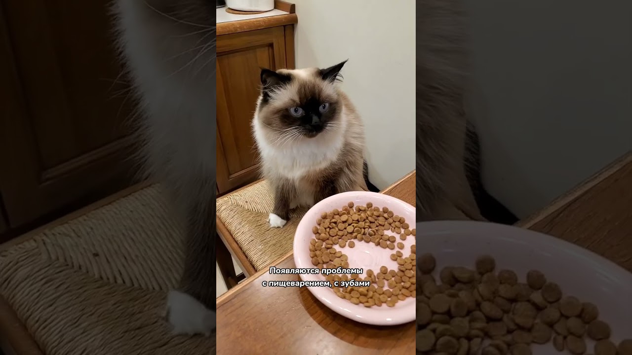 Как понять, что кошка стареет