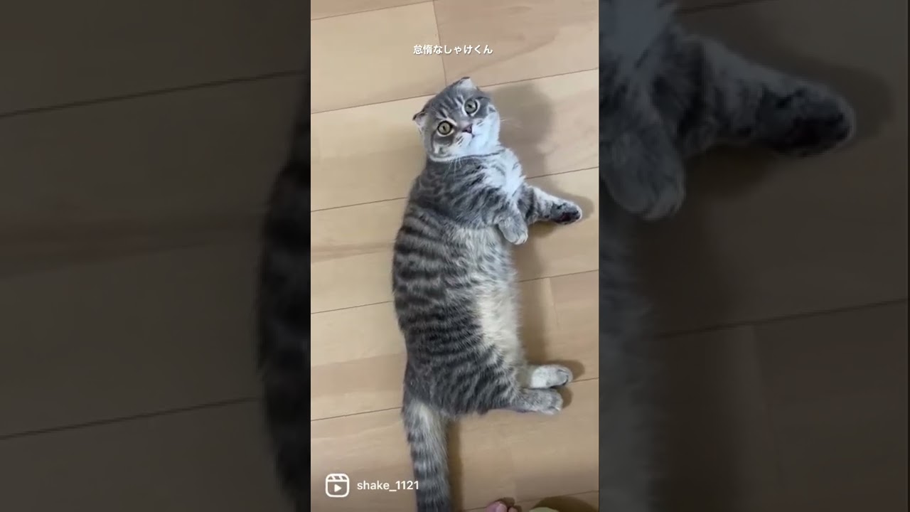怠惰な猫がこちら  #マンチカン #短足マンチカン