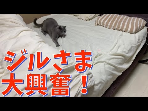レーザーポインターに大興奮な猫🐈【シャルトリュー】