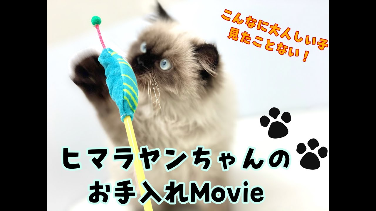 【ヒマラヤン】毎日のお手入れ風景！本当にネコちゃん！？と思う程の大人しさ！