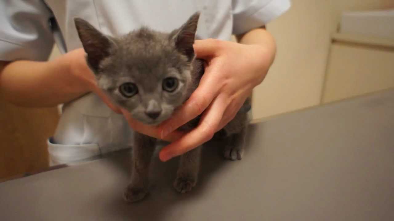 注射の瞬間みぎゃーと絶叫＆尻尾ピーン！で完璧なリアクションをする子猫。ロシアンブルーのるーく