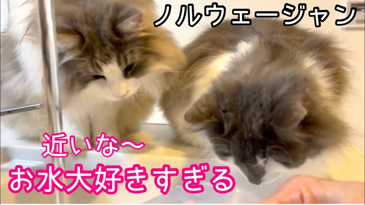 お水が大好き♡ノルウェージャンフォレストキャット！好奇心ギラギラ★