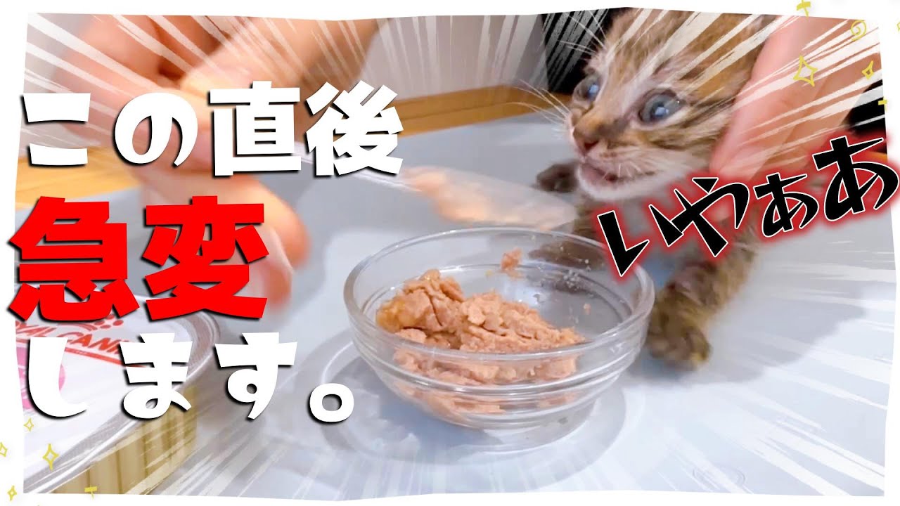 【はじめての離乳食】一口食べたら変わります。震えるほどにうまいそれがロイヤルカナン★おしゃべり猫発見！【保護猫生活27日目】