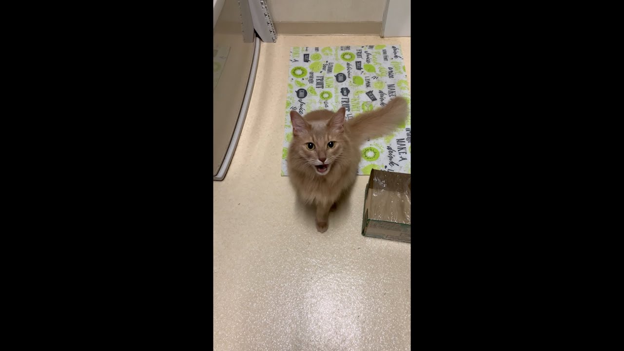 【ソマリ猫】何事もなかったような顔をする猫♡ #shorts