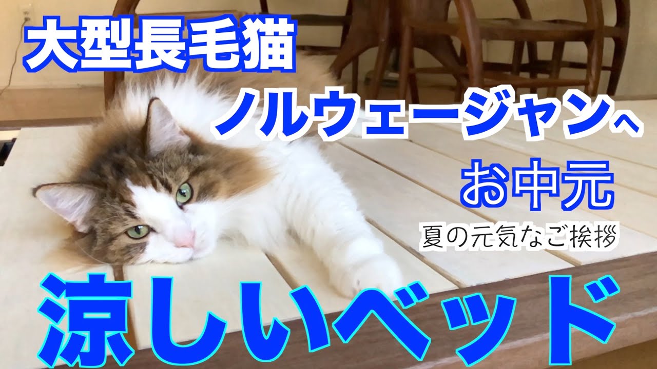 大型長毛猫ノルウェージャンフォレストキャットへ夏の涼しいベッドのお中元