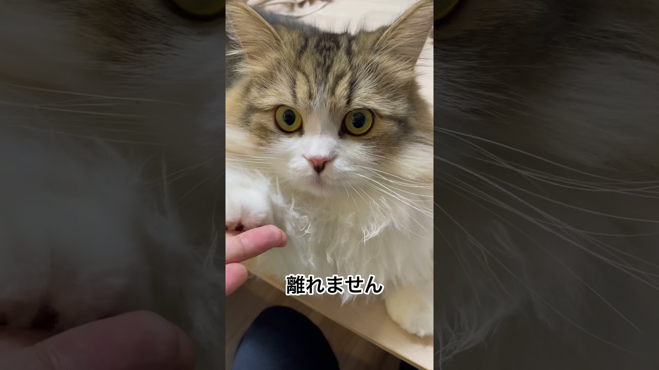 サイベリアン子猫の肉球が離れない動画#shorts