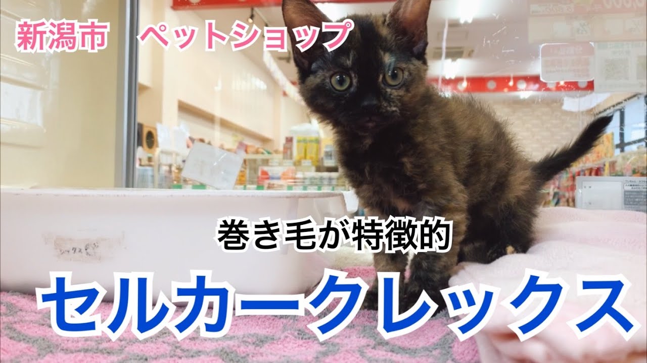 新潟市　ペットショップ  子犬子猫　セルカークレックス