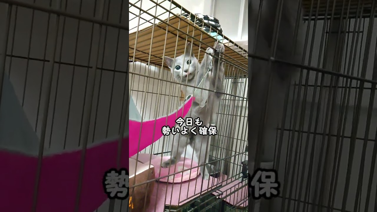 【猫動画】ヒット&アウェイなロシアンブルーの遊び方【russianbule】#shorts　How to play hit and away Russian Blue