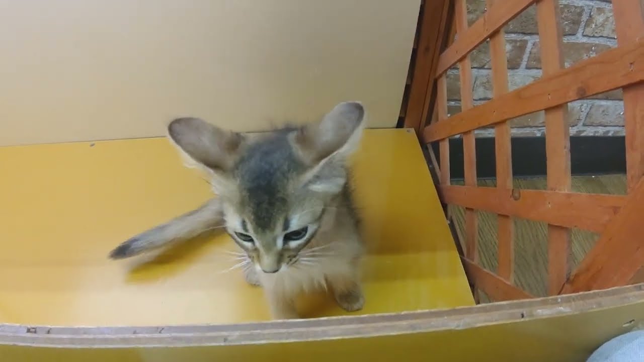 ミッテン、ソマリ