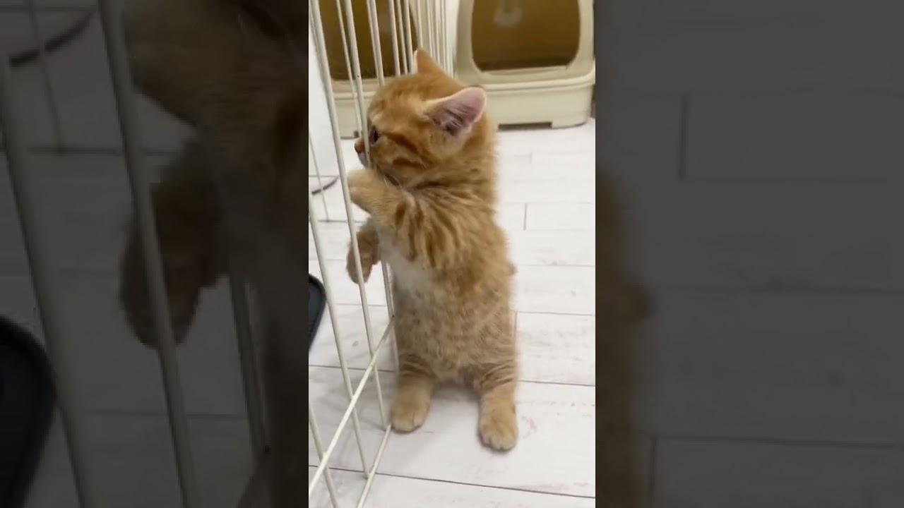 マンチカン立ちの練習してる子猫が衝撃のかわいさ💓 Baby Munchkin💓 #Shorts