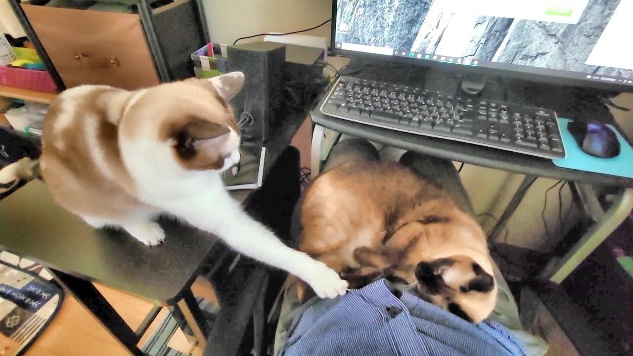 爪が引っ掛かりもがく妹猫を助ける姉シャム猫😻