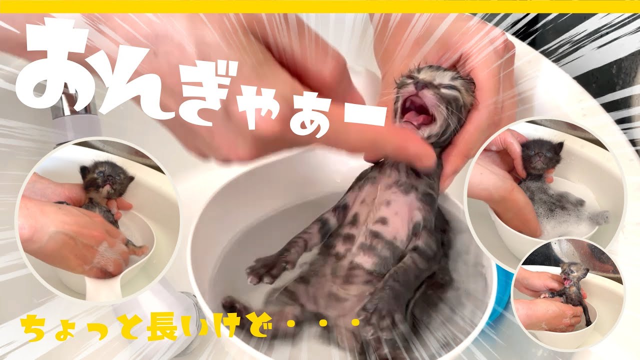 【子猫のシャンプー】はじめてのお風呂でキョトン顔の子猫がかわいすぎる【保護猫生活】