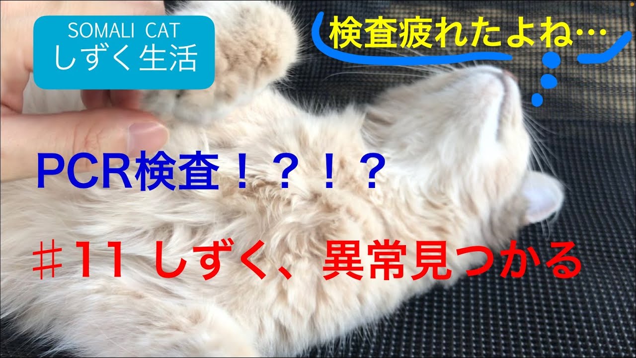【ソマリ】#11 しずく、異常見つかる【猫】