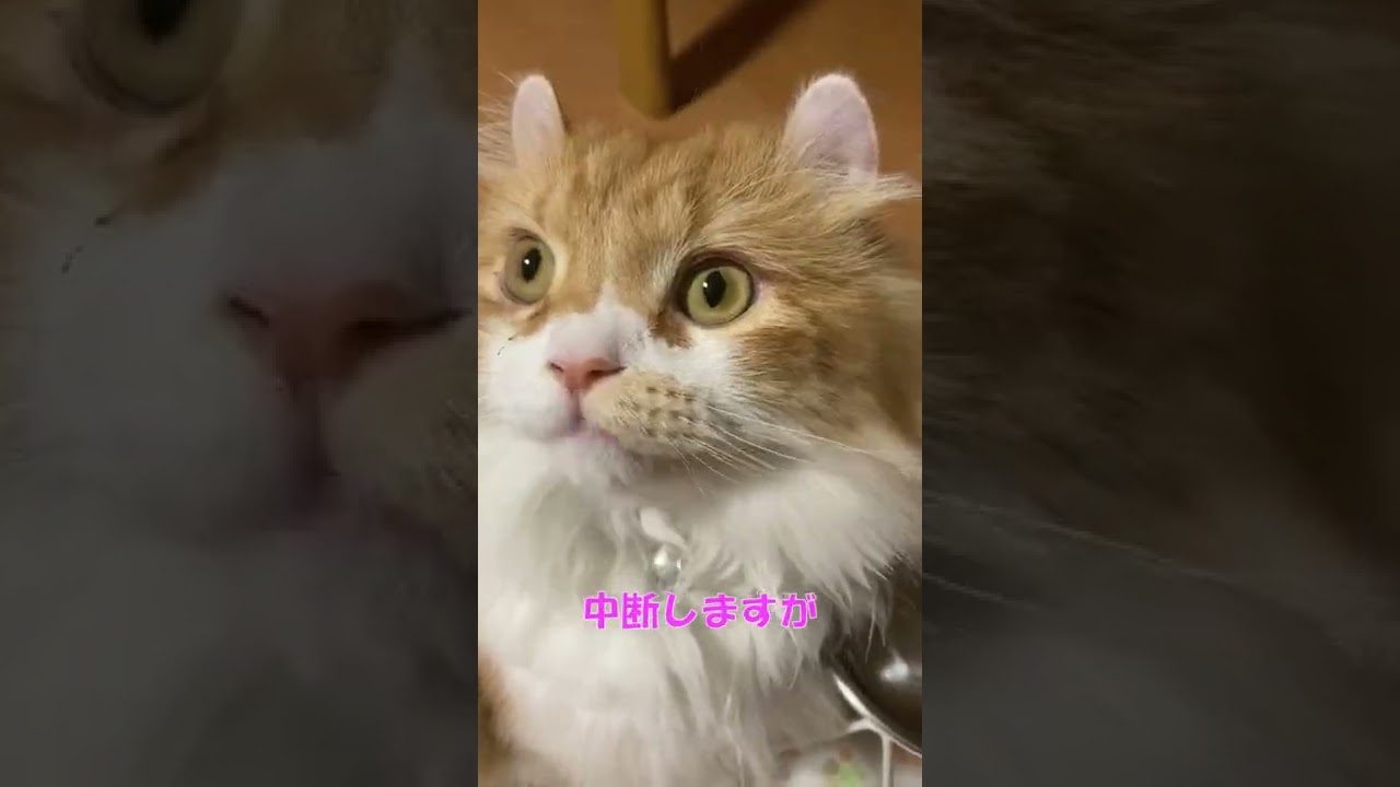 【ｱﾒﾘｶﾝｶｰﾙmocca】僕は水が大好き！ #shorts #ねこ #猫 #アメリカンカール
