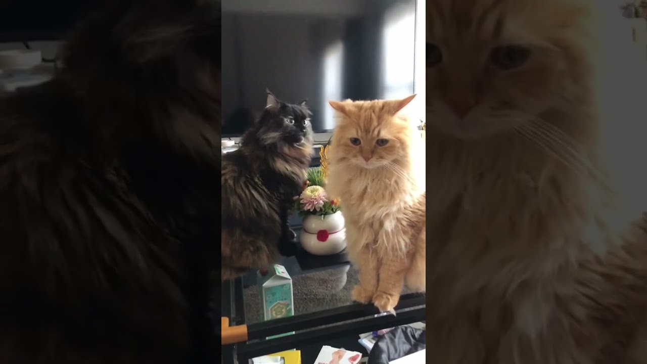 猫草だと思って食う猫#ラガマフィン #さびねこ #ちゃとら
