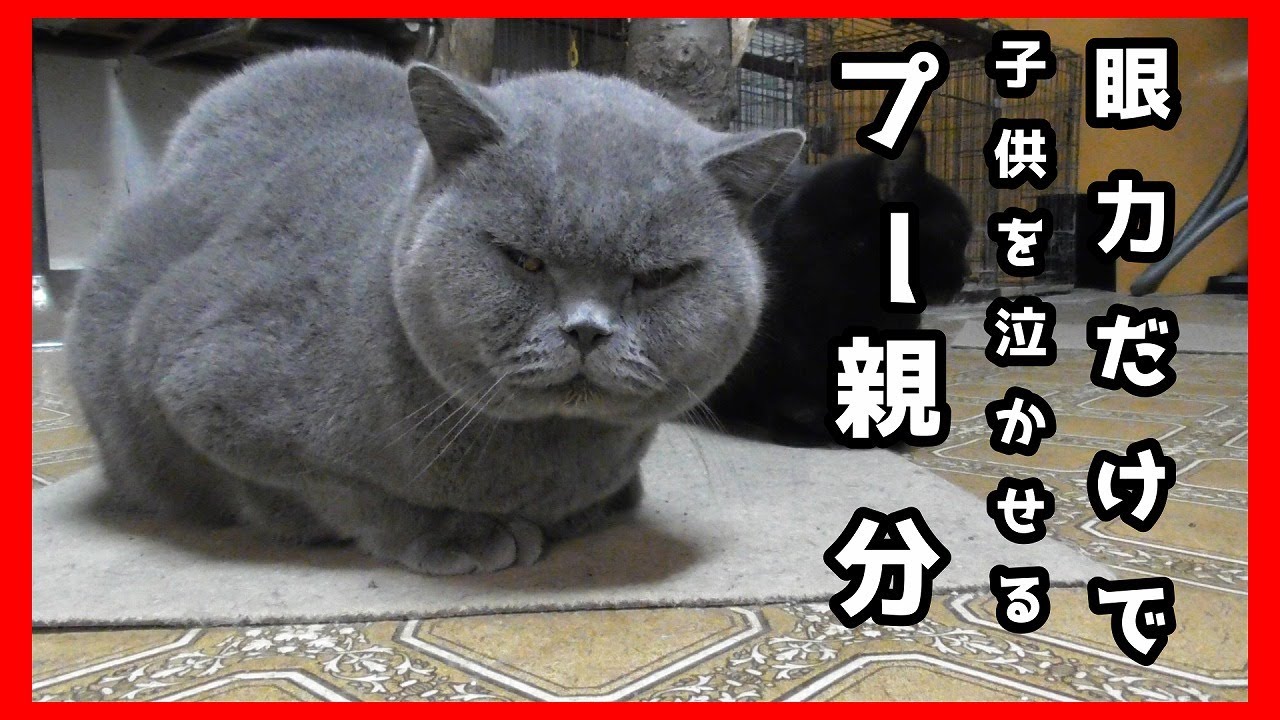 ブリティッシュショートヘアーのプー親分に密着