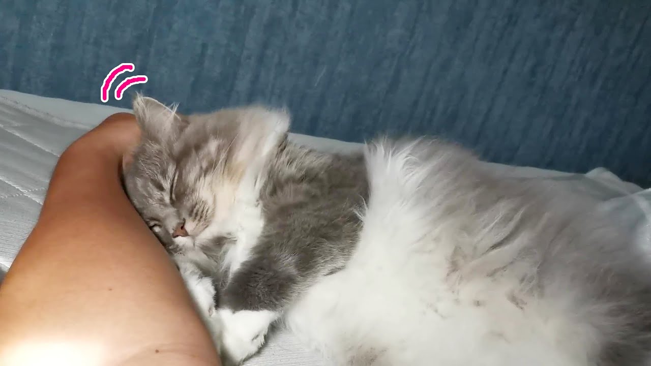 甘える仕草が最強にかわいいサイベリアンの猫【サイベリアンのラフィ】#shorts