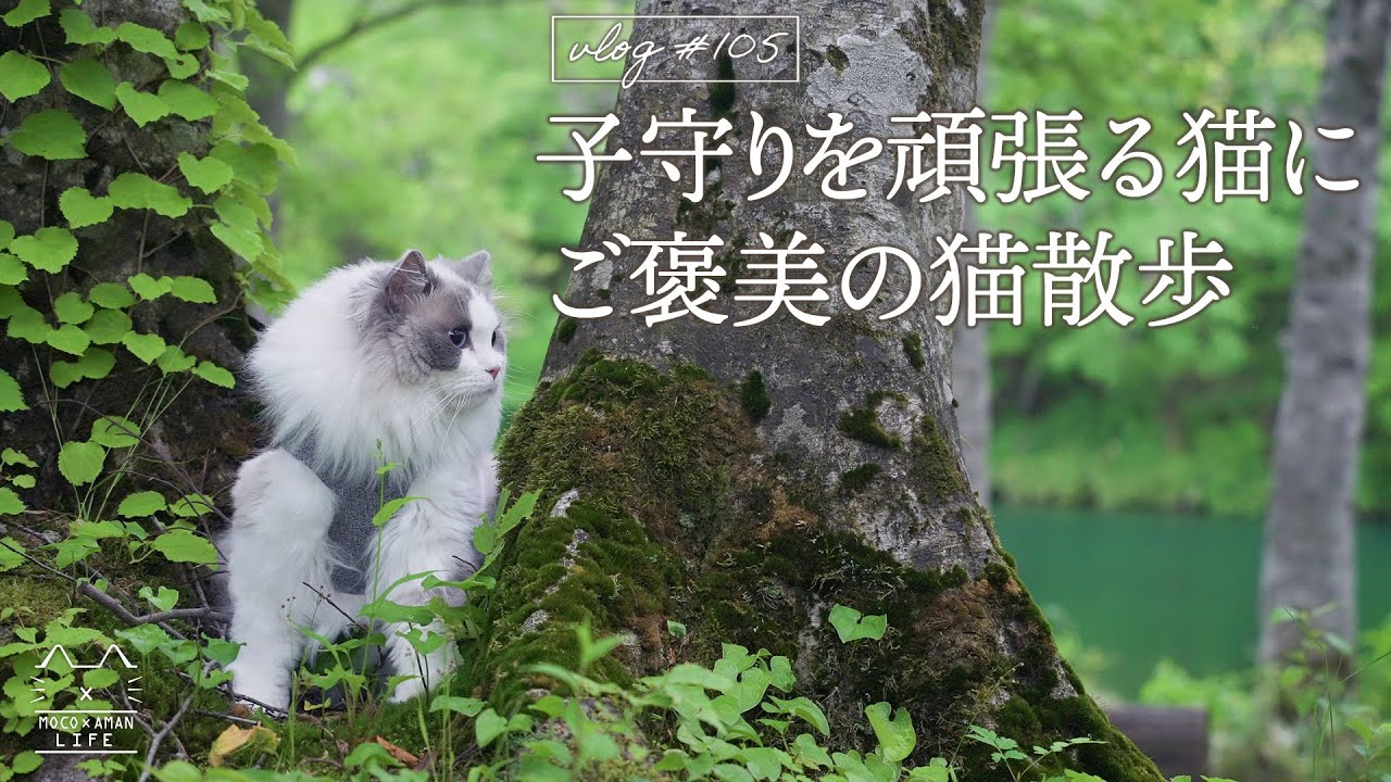 【癒し】赤ちゃんの子守りを頑張る猫にご褒美の猫散歩｜ラグドール猫 #105