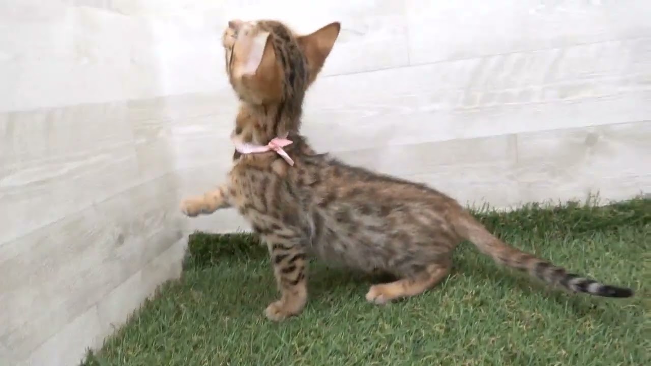 Coo&RIKU　No00610323 ベンガル