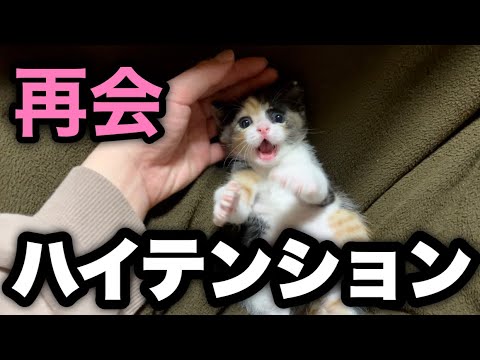 保護した子猫が久しぶりの再会で大興奮