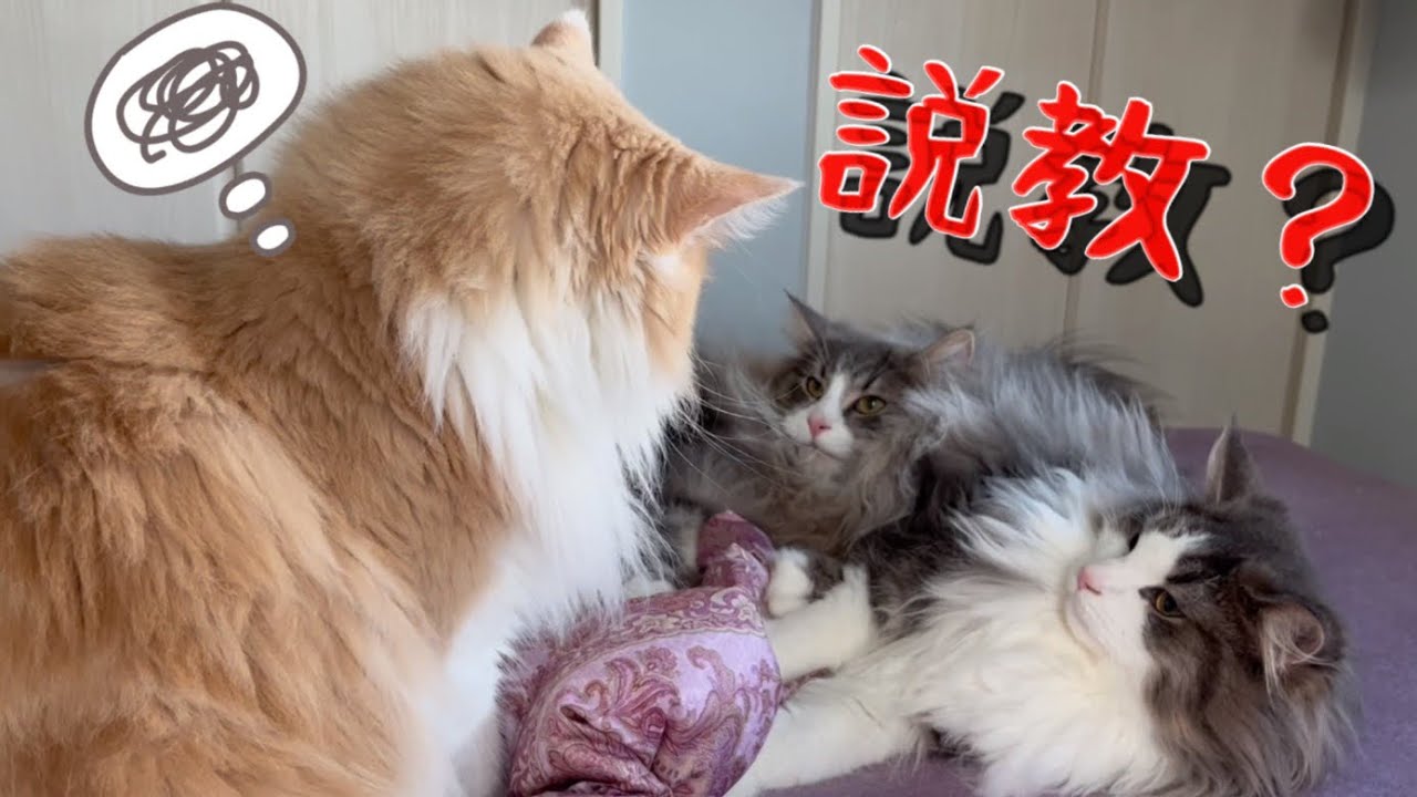 【説教⁉︎】弟組ノルウェージャンフォレストキャットの日常✨