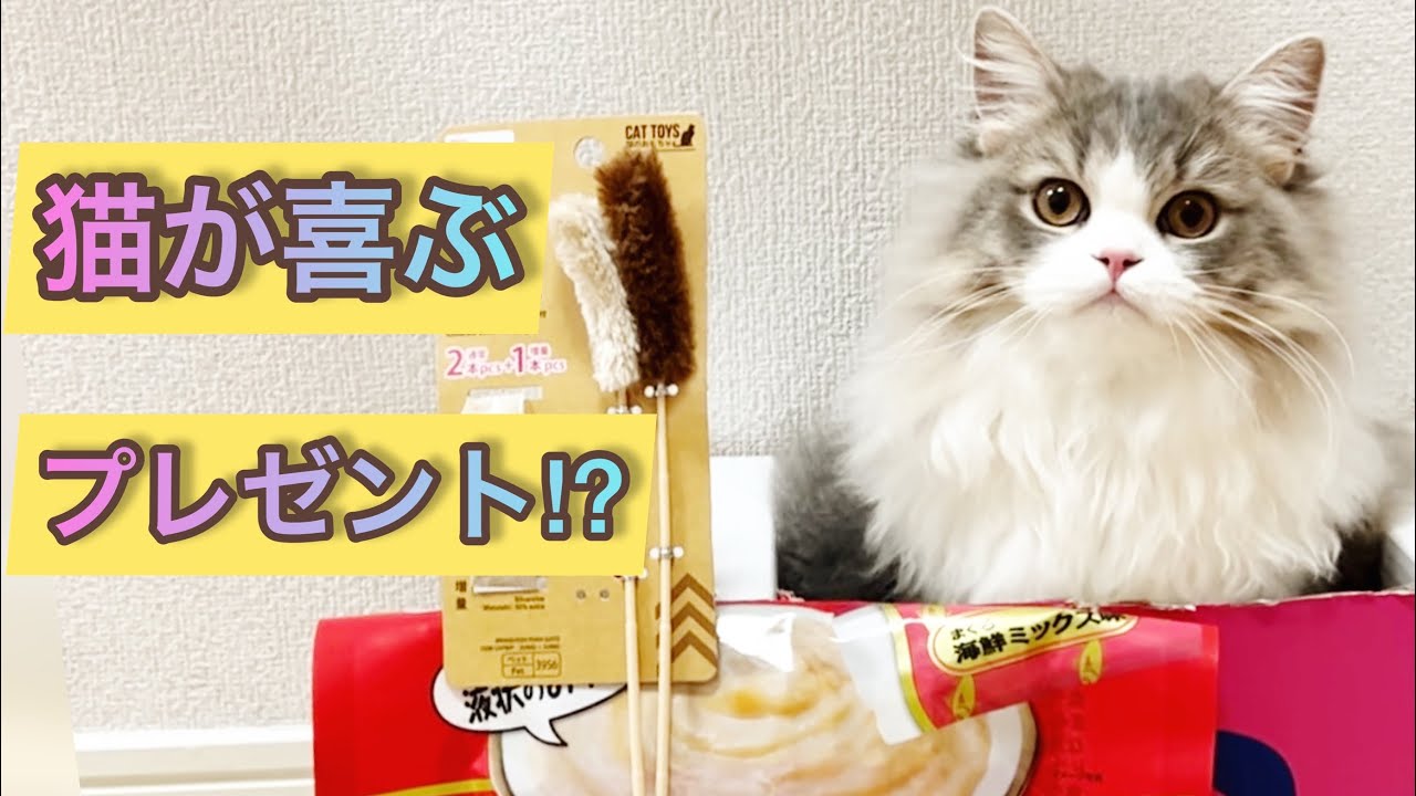 【生後6ヶ月】初めてのクリスマス！猫が喜ぶクリスマスプレゼントは？