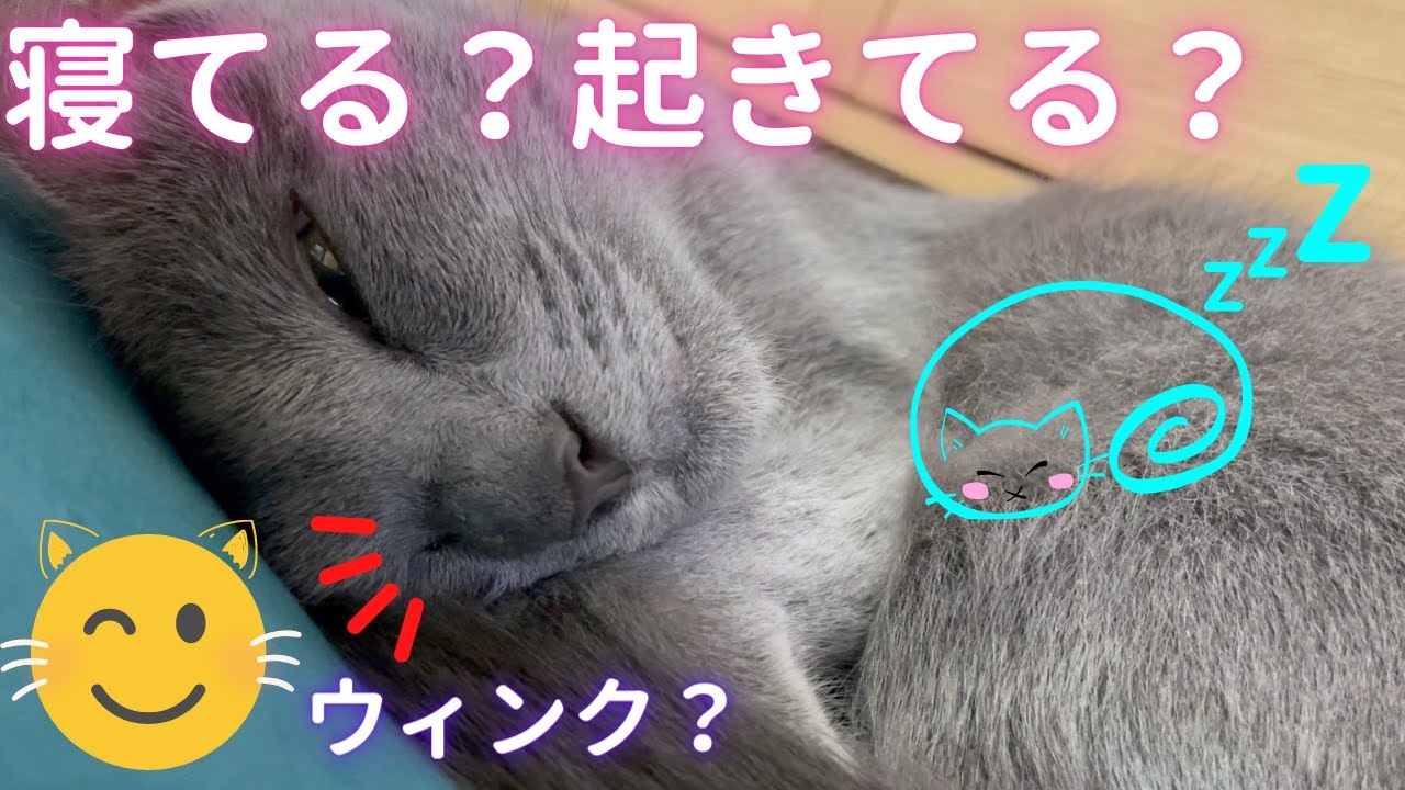 寝る寸前のそらちゃんをご覧ください（ロシアンブルー）