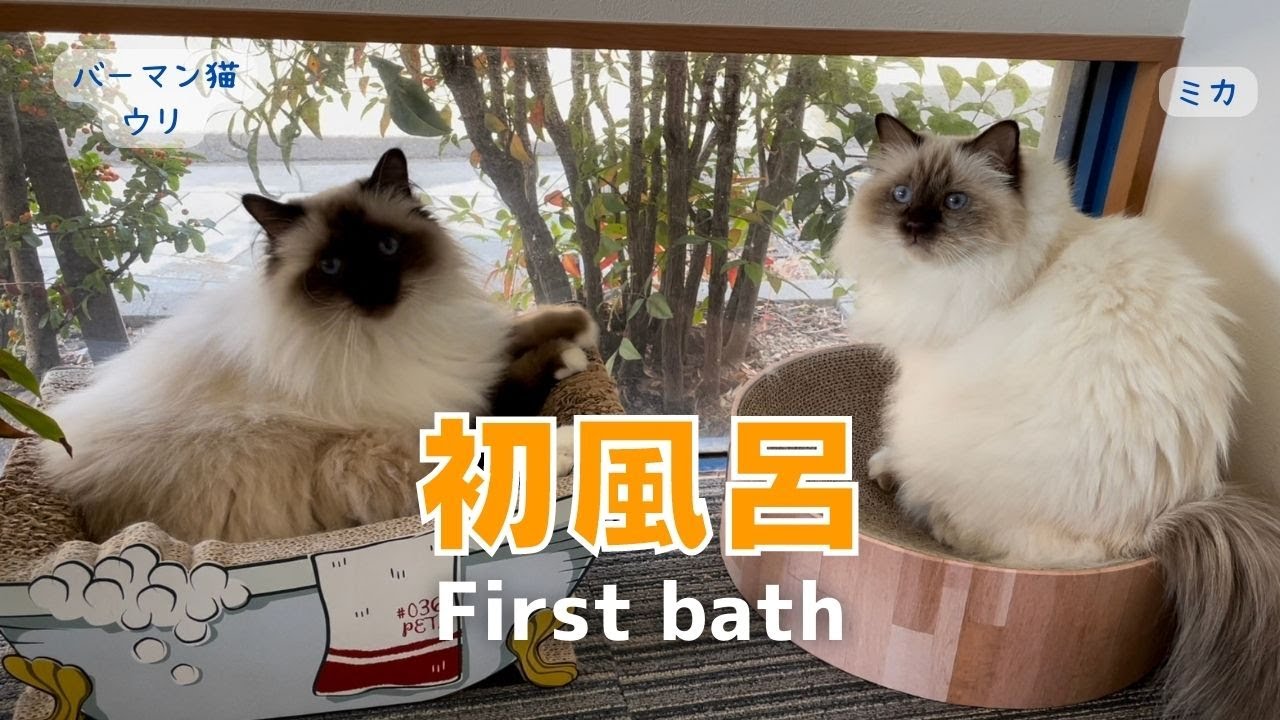 バーマン猫ウリ【初風呂】First bath（バーマン猫）Birman/Cat