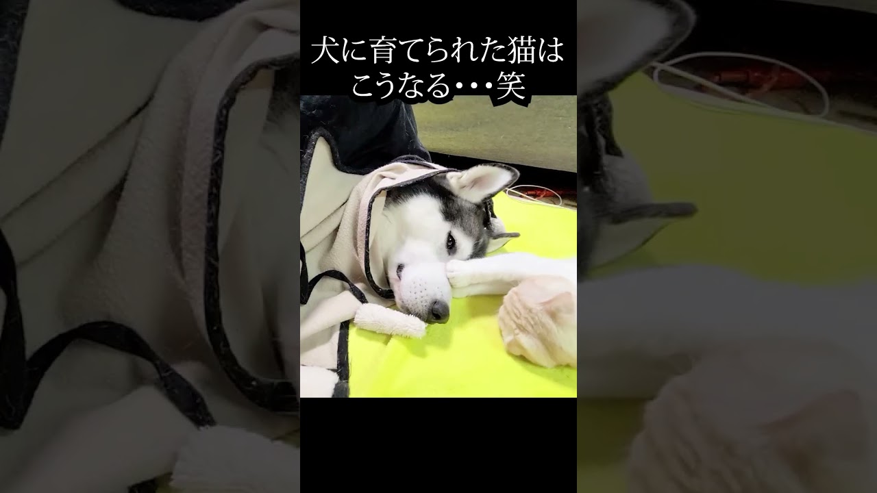 どうしても犬の顔をペタペタ触りたい子猫がかわいい...#shorts