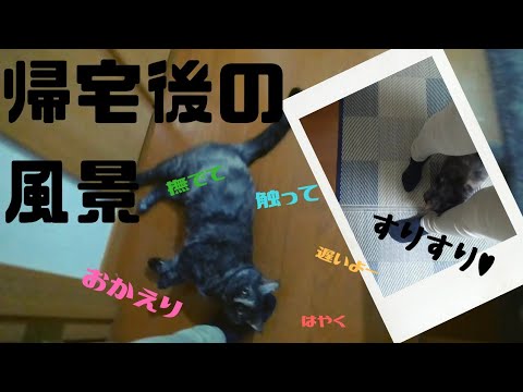 【セルカークレックス】帰ってきた飼い主にベタベタな猫♥【せらのりたま】