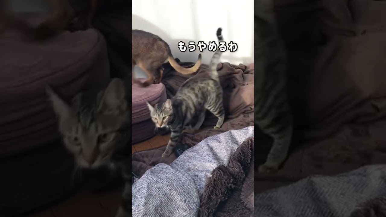 ふみふみアビシニアン邪魔される！！　#shorts  #猫ある暮らし　#やっぱり猫が好き  #多頭飼い　#アビシニアン　#ふみふみ