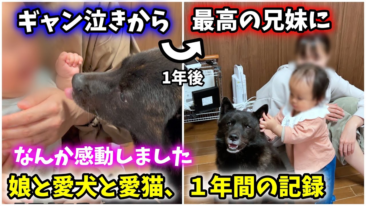 【相思相愛】泣いていた娘が犬猫と仲良くなるまでをまとめてみた