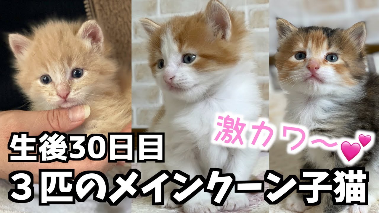 【生後30日目】メインクーン子猫３匹♪可愛すぎるので紹介します♡