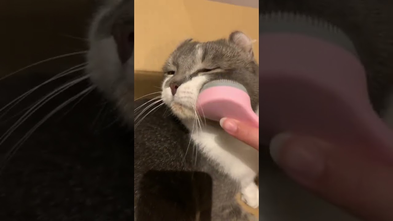 猫舌ブラシが大好きすぎる、たぴさん【アメリカンカール】