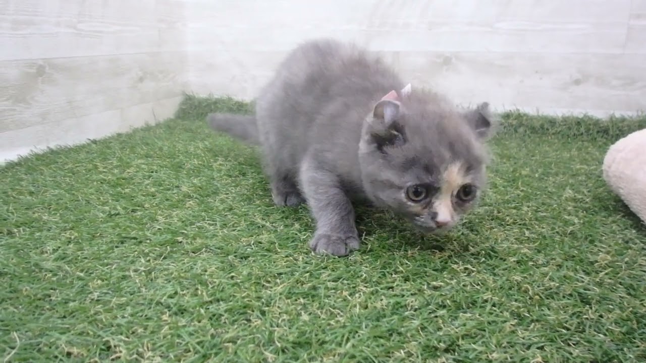 Coo&RIKU　No00588565 アメリカンカール