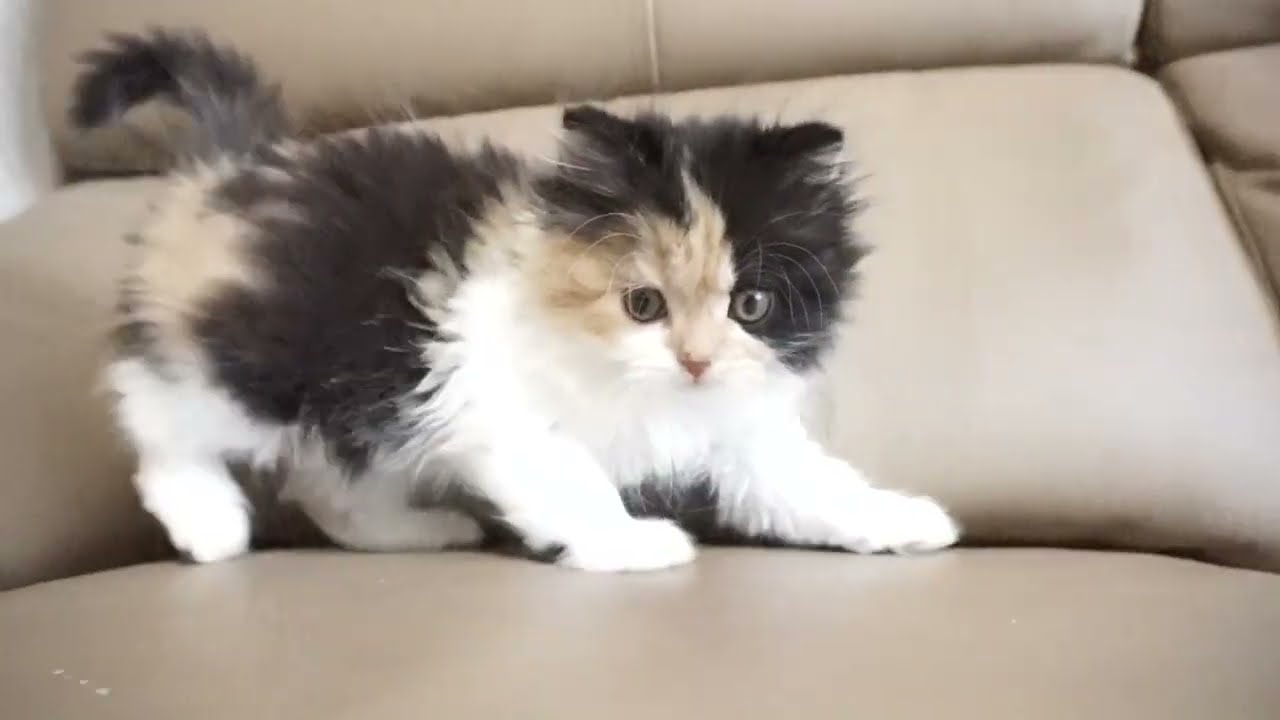 セルカークレックス子猫　2022.9.30産まれ 　キャリコ　三毛猫　女の子　シーダキャット猫のお店　Selkirk Rex