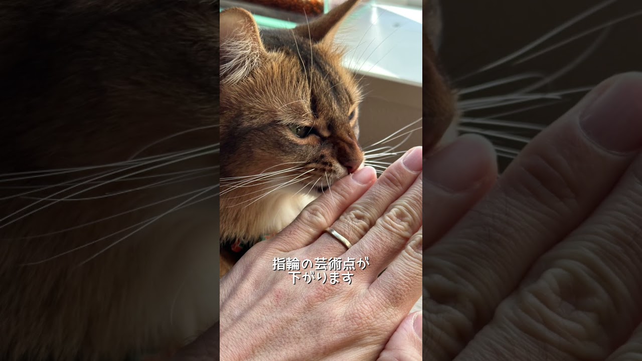 猫の指毛が伸びたら起こる事