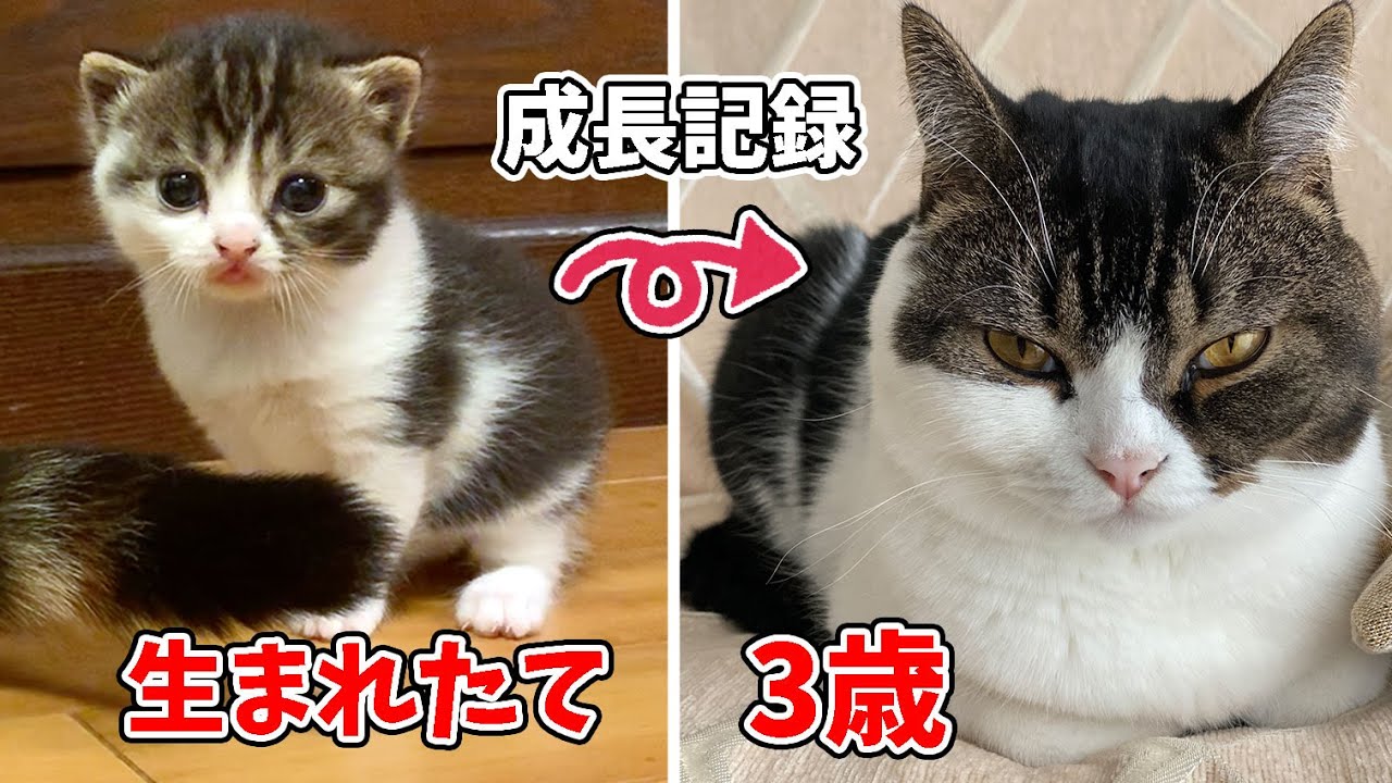 生まれた直後の子猫から貫禄たっぷり3歳猫になるまでの成長記録！